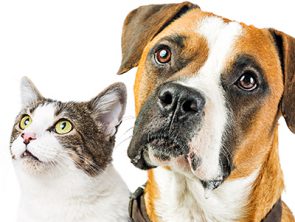 Veterinaria