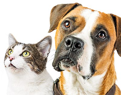 Veterinaria